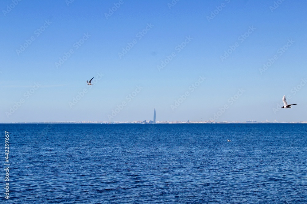 Skyline of St. Petersburg view from the Peterhof, Gasprom tower, the Gulf of Finland, sunny day during summer