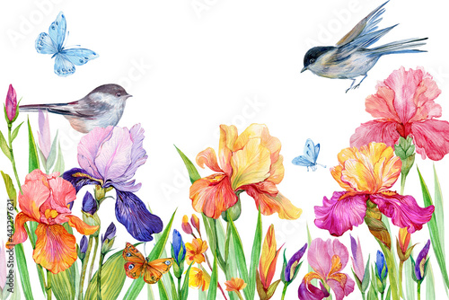Photography Irises and a birds and butterflies