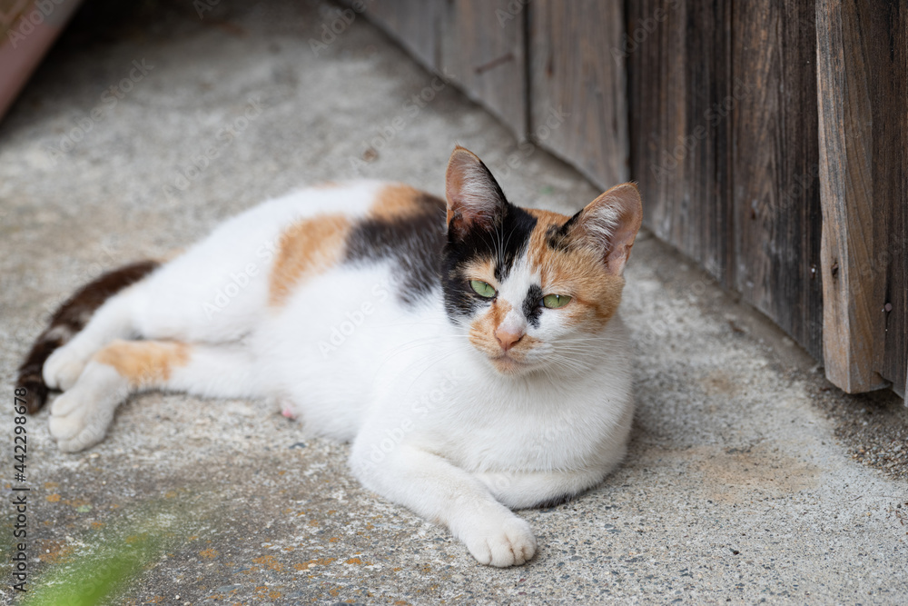 Fototapeta premium くつろぐ三毛猫