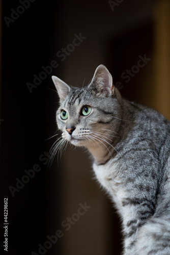 Wallpaper Mural 見つめる猫　サバトラ猫 Torontodigital.ca