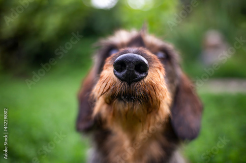 The dog sniffs the camera. Close-up of a dog's nose. photo