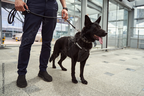 Security officer with police dog standing at airport terminal