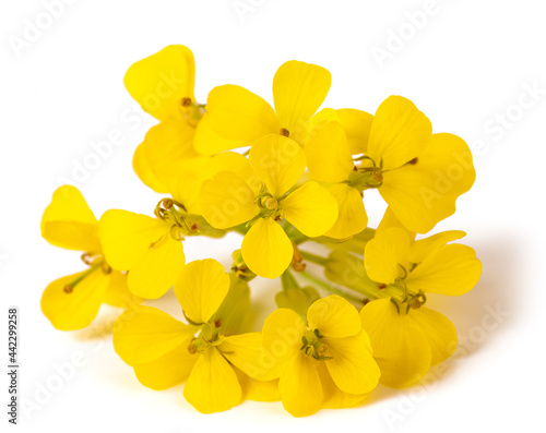 Yellow Wallflowers photo