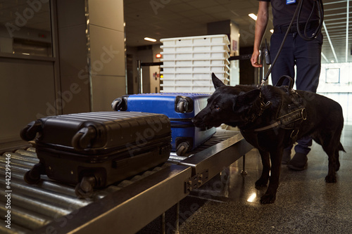 Security worker with police dog checking luggage at airport photo