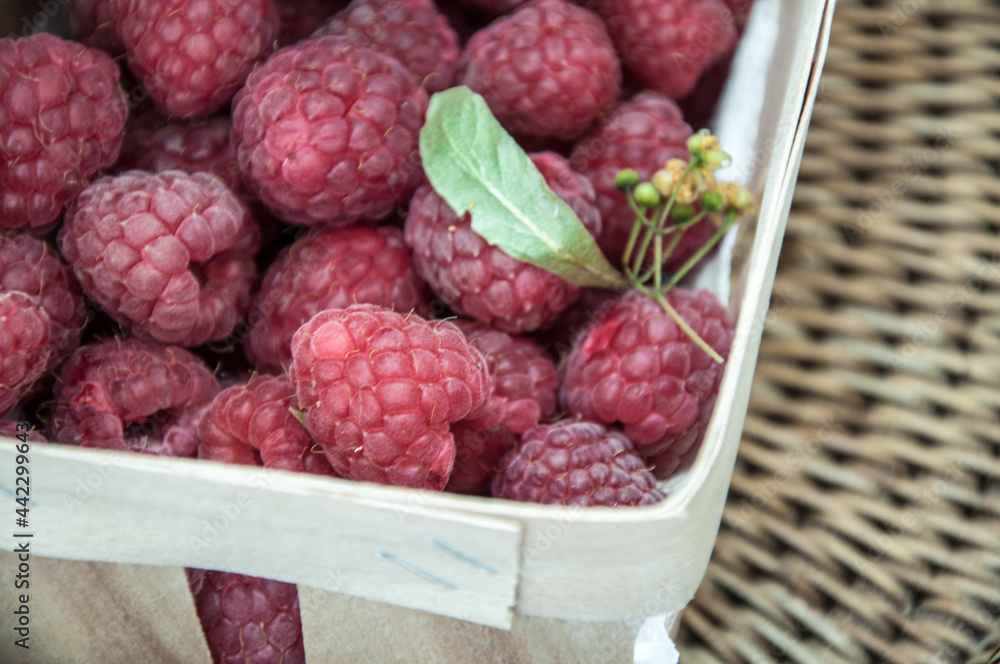 A solo container full of fresh dry raspberries and inflorescence with linden leaves. A solo container full of fresh dry raspberries and inflorescence with linden leaves.