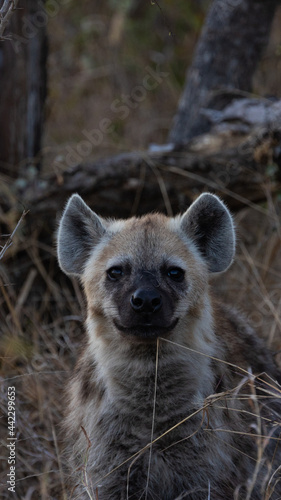 Young spotted hyena in the wild © Jurgens