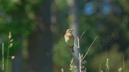 Bird Whinchat (Saxicola rubetra) male. Whinchat sits on a young spruce branch and looks around in a typical habitat