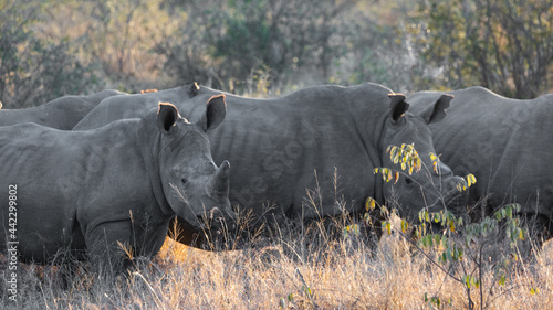 a crash of white rhinos in golden light © Jurgens