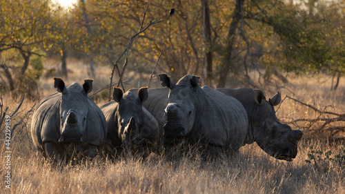 Картината върху платно a crash of white rhinos in golden light