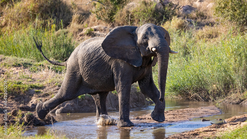 an aggressive African elephant bull 