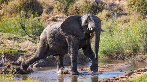 an aggressive African elephant bull 