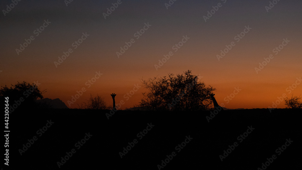 silhouette of a giraffe at sunset