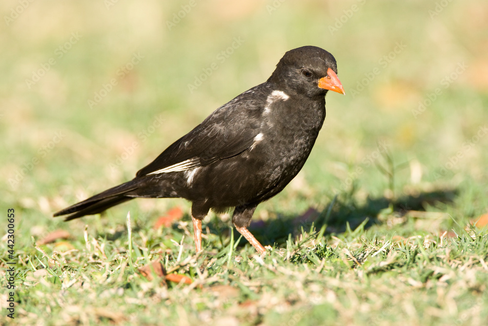 Fototapeta premium Roodsnavel-buffelwever, Red-billed Buffalo-weaver, Bubalornis niger