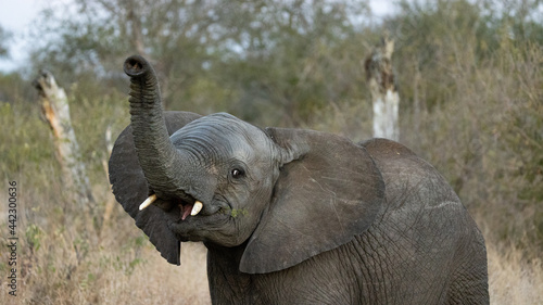 a very inquisitive baby elephant