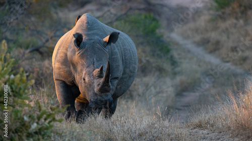 a big white rhino walking down a road