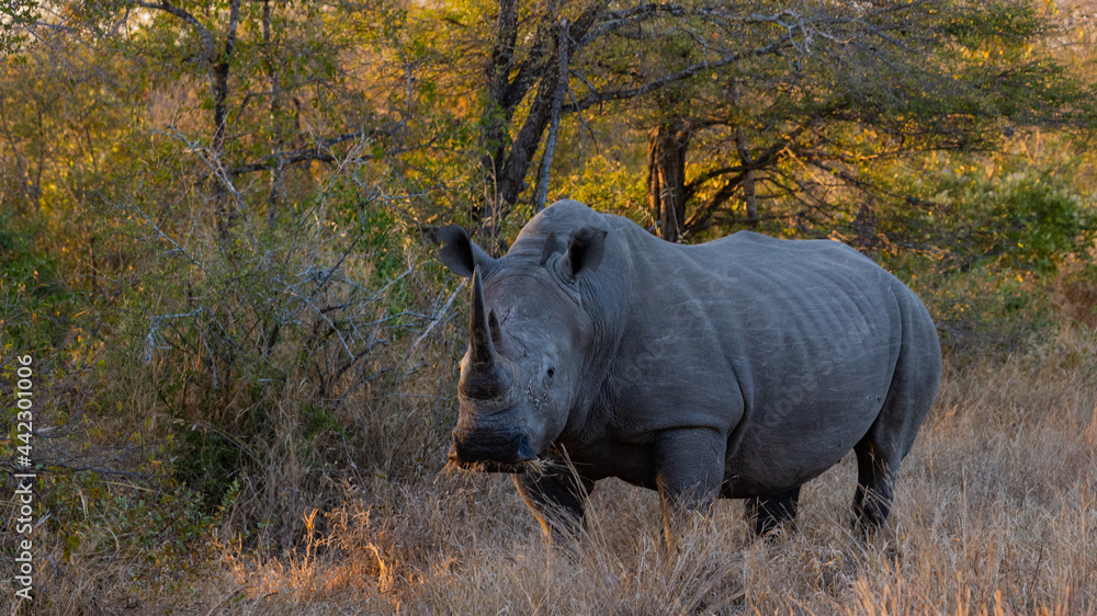 a big white rhino walking down a road a big white rhino walking down a road
