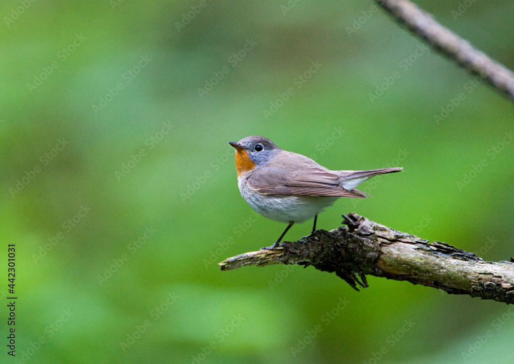 Red-breasted Flycatcher