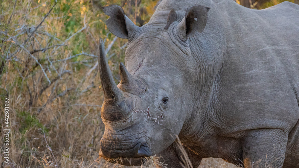 Fototapeta premium a big white rhino walking down a road