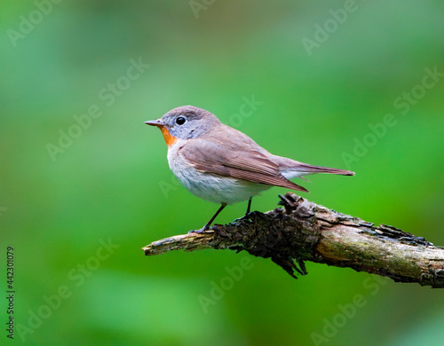 Kleine Vliegenvanger, Red-breasted Flycatcher, Picedula parva