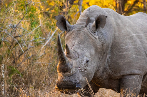 a big white rhino walking down a road