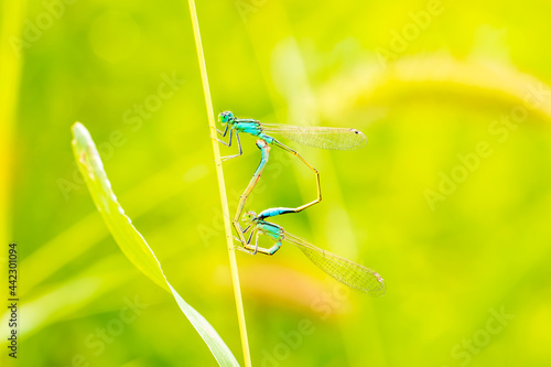 A pair of  Damselflies (Enallagma cyathigerum) mating on a leaf.