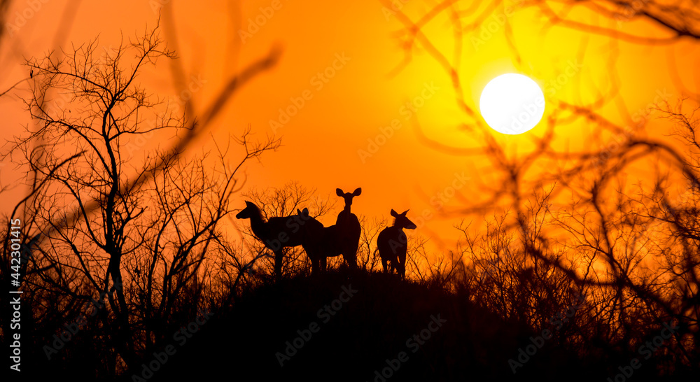 silhouette of a kudu
