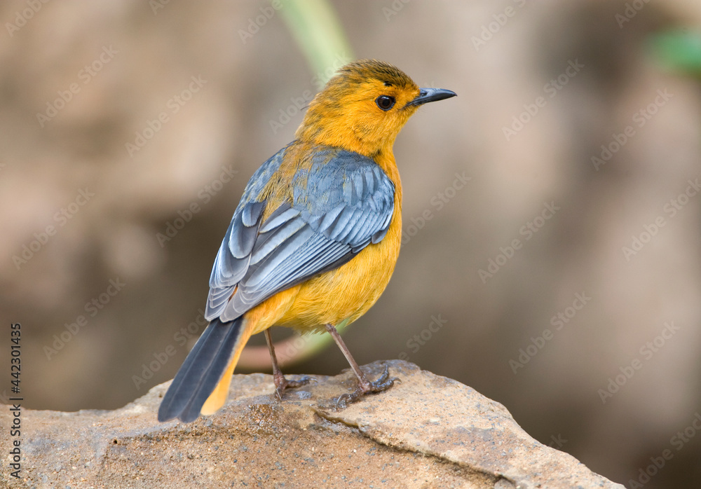 Roodkap-lawaaimaker, Red-capped Robin-chat, Cossypha natalensis Roodkap-lawaaimaker, Red-capped Robin-chat, Cossypha natalensis