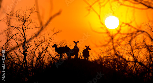 silhouette of a kudu © Daniel
