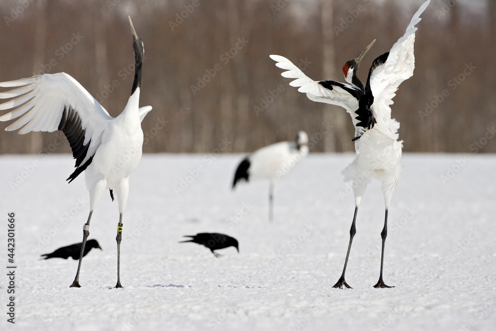 Red-crowned Crane, Chinese Kraanvogel, Grus japonensis Red-crowned Crane, Chinese Kraanvogel, Grus japonensis