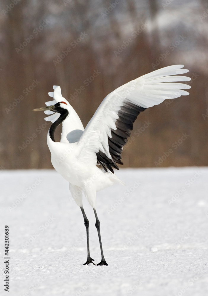 Red-crowned Crane, Chinese Kraanvogel, Grus japonensis