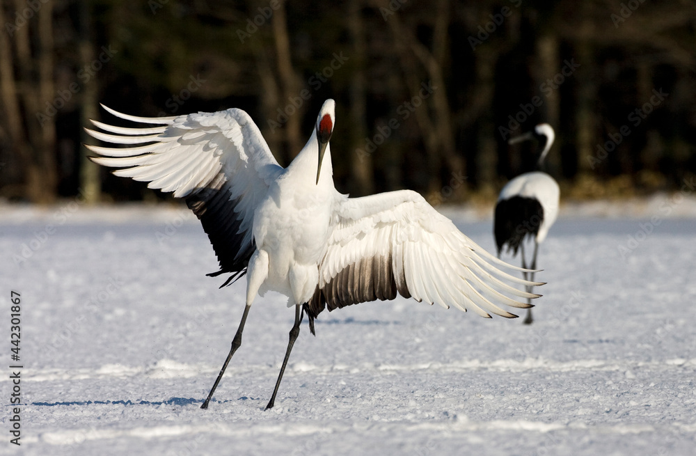 Obraz premium Chinese Kraanvogel; Red-crowned Crane