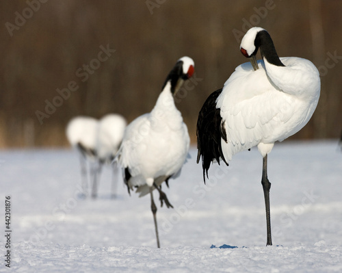 Chinese Kraanvogel; Red-crowned Crane