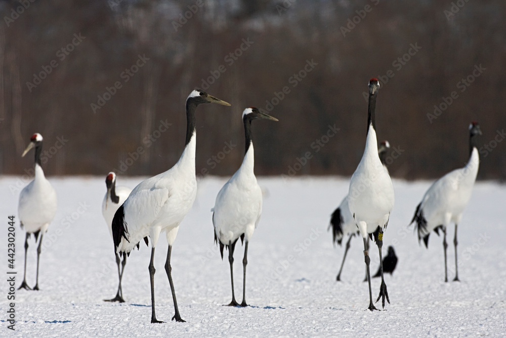 Obraz premium Chinese Kraanvogel; Red-crowned Crane