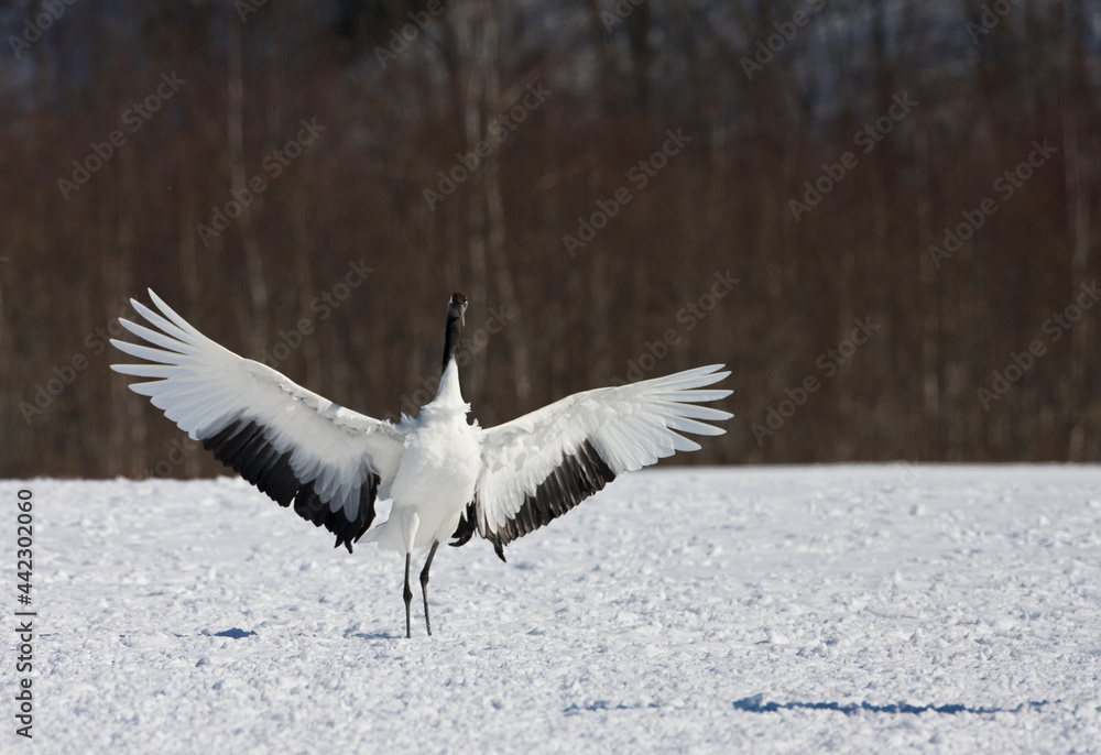 Chinese Kraanvogel landend in de sneeuw; Red-crowned Crane landing in the snow Chinese Kraanvogel landend in de sneeuw; Red-crowned Crane landing in the snow