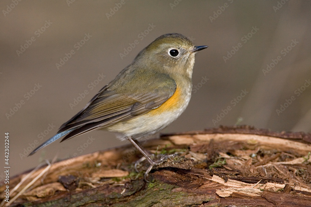 Red-flanked Bluetail, Blauwstaart, Luscinia cyanura