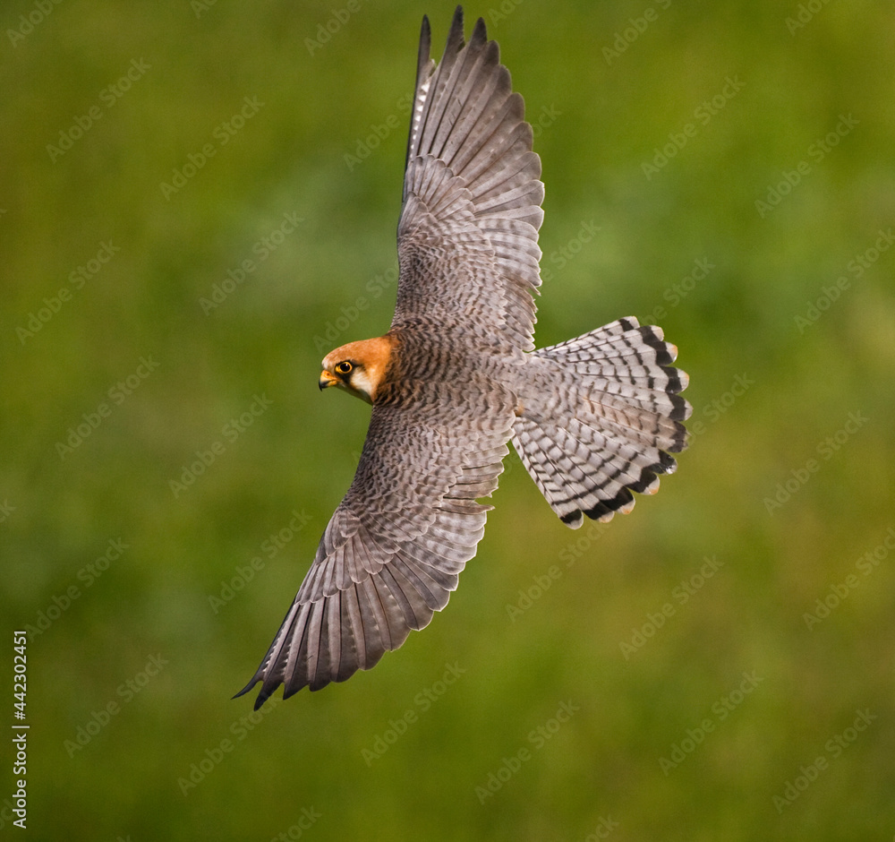 Fototapeta premium Roodpootvalk, Red-footed Falcon, Falco vespertinus