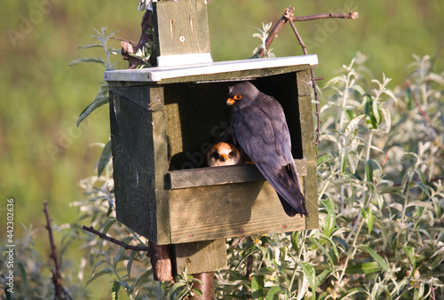 Roodpootvalk, Red-footed Falcon, Falco vespertinus photo