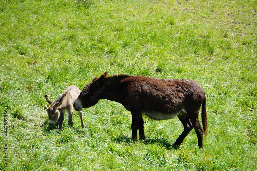 mother and baby mules/donkeys hanging out in the pasture mother and baby mules/donkeys hanging out in the pasture