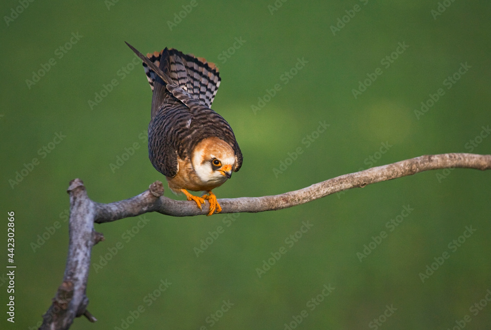 Fototapeta premium Roodpootvalk, Red-footed Falcon, Falco vespertinus