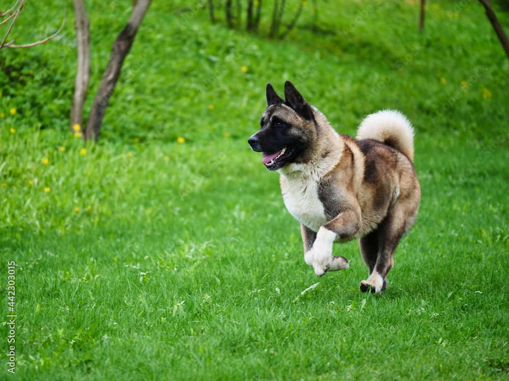 American Akita dog runs through the green grass American Akita dog runs through the green grass