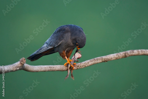 Roodpootvalk, Red-Footed Falcon, Falco vespertinus photo