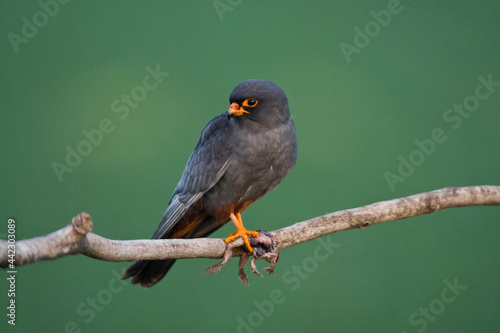 Roodpootvalk, Red-Footed Falcon, Falco vespertinus photo