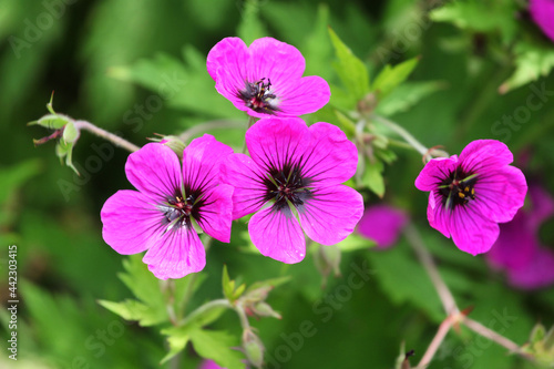 Hardy Geranium patricia 'brempat' in flower