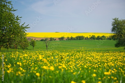 Gelbes Rapsfeld am Horizont mit Butterblumenwiese im Vordergrund