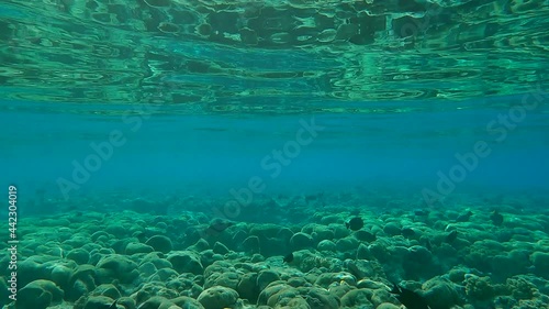 School of tropical ish swims in the blue water on shallow water coral reef (4K - 60fps) photo