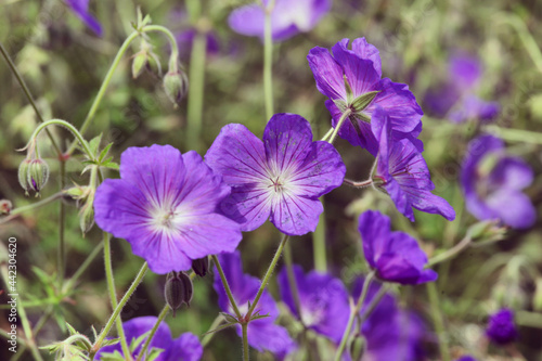 Hardy Geranium  Orion  in flower