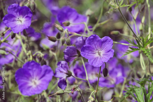 Hardy Geranium 'Orion' in flower