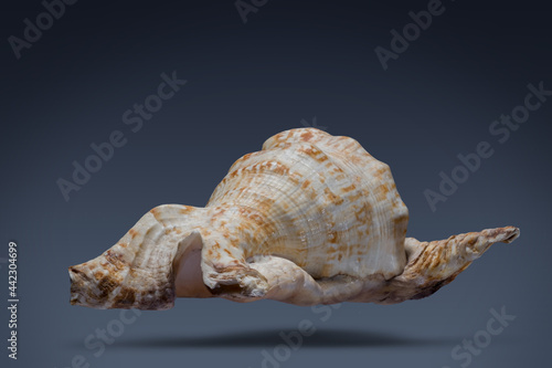 floating seashell laying in the middle of dark blue background subject have clipping path already.