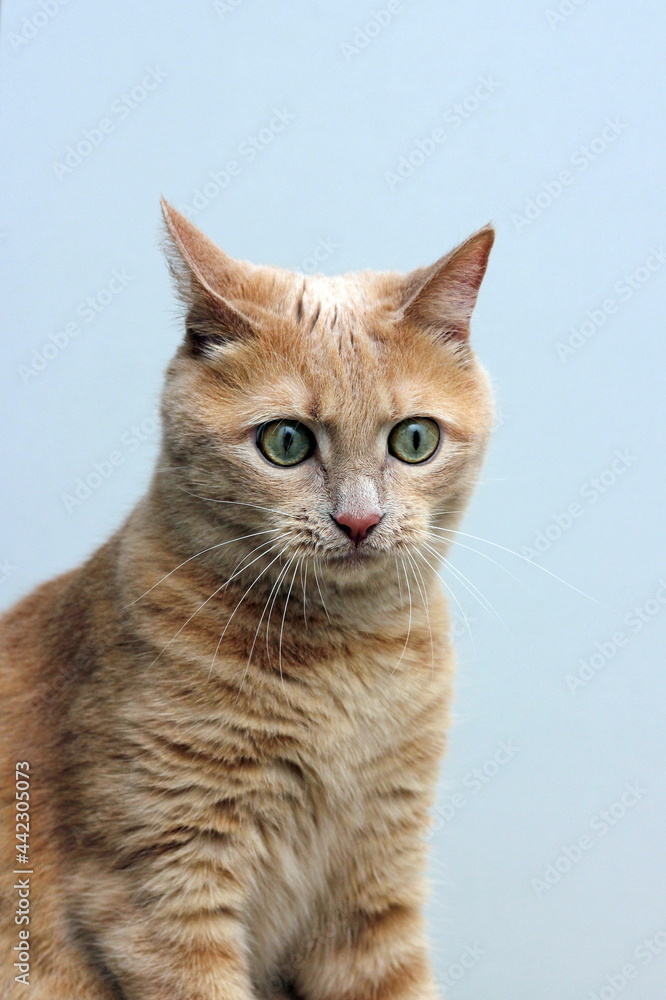 A surprised red cat. Cat's facial expressions.