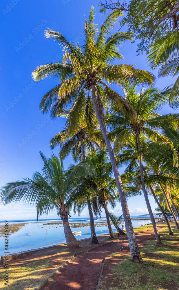 Cocotiers sur plage de Bassin Pirogue, l’Etang-salé-l’est-Bain’s, île de la Réunion 